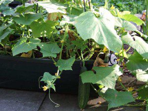 Container Cucumber