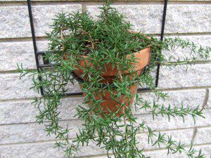 Potted Rosemary