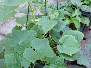 Window Box Veggies