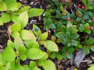 Blueberries and Wintergreen