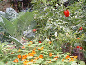 Companion Planting