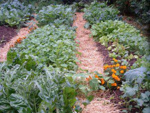 Fall Garden