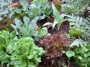 Mixed Veggie Planting