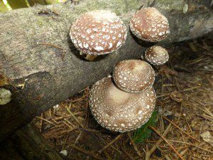 Mushroom Log