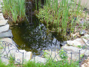 Backyard Pond