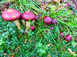 Wine Cap Mushrooms