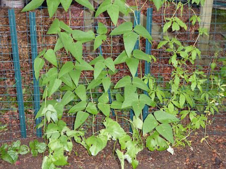 Climbing Veggies