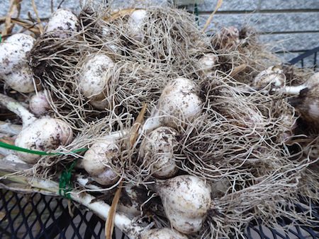 Garlic Bulbs