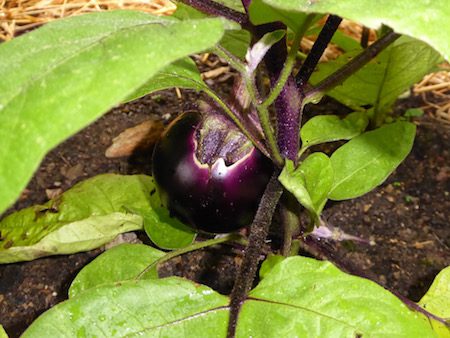 Purple Eggplant