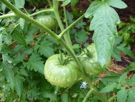 Heirloom Tomatoes