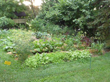 Veggie Garden