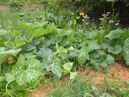 Winter Squash